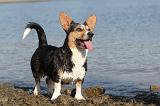 CORGI CARDIGAN 127
